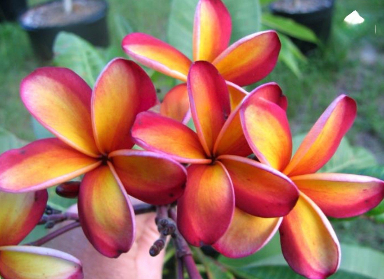 Intense Rainbow Plumeria Frangipani-Rooted & Grafted Plant-Read All Info!