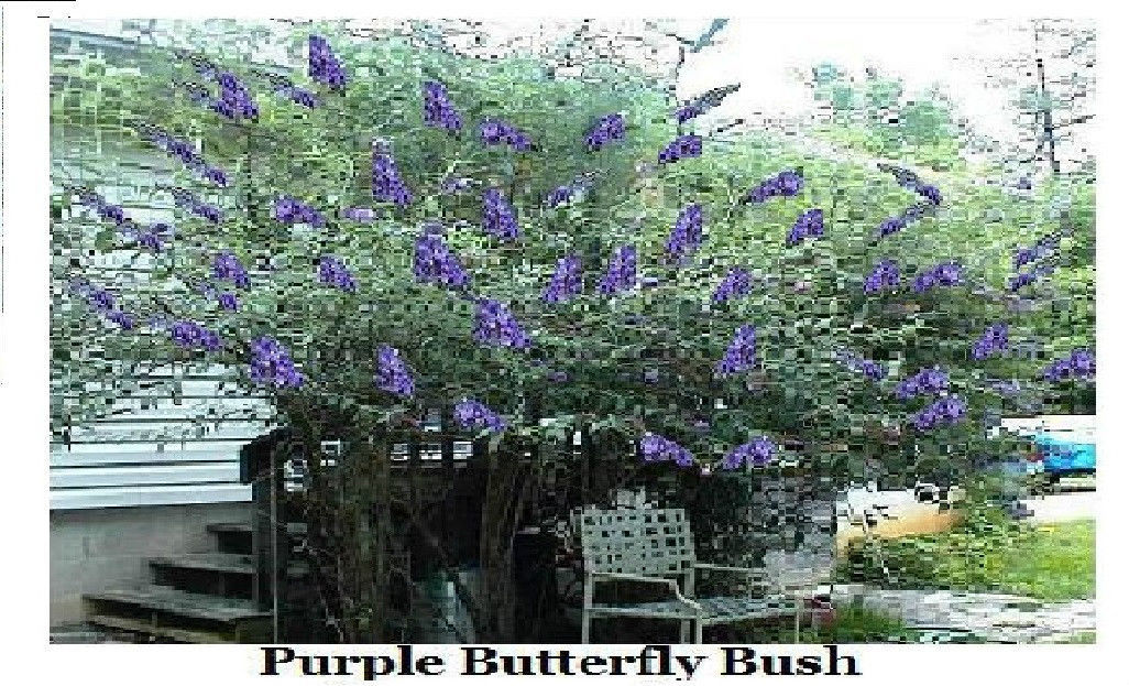 Wedding Seed Favors 25 Bags Purple/ Blue Butterfly Bush Seeds-