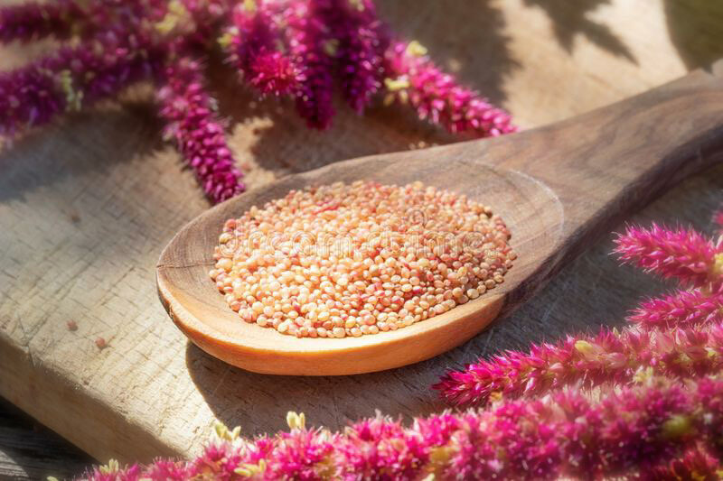 Deep Red Amaranth HEIRLOOM 500+ seeds Premium Strain 100% Organic Grown in USA