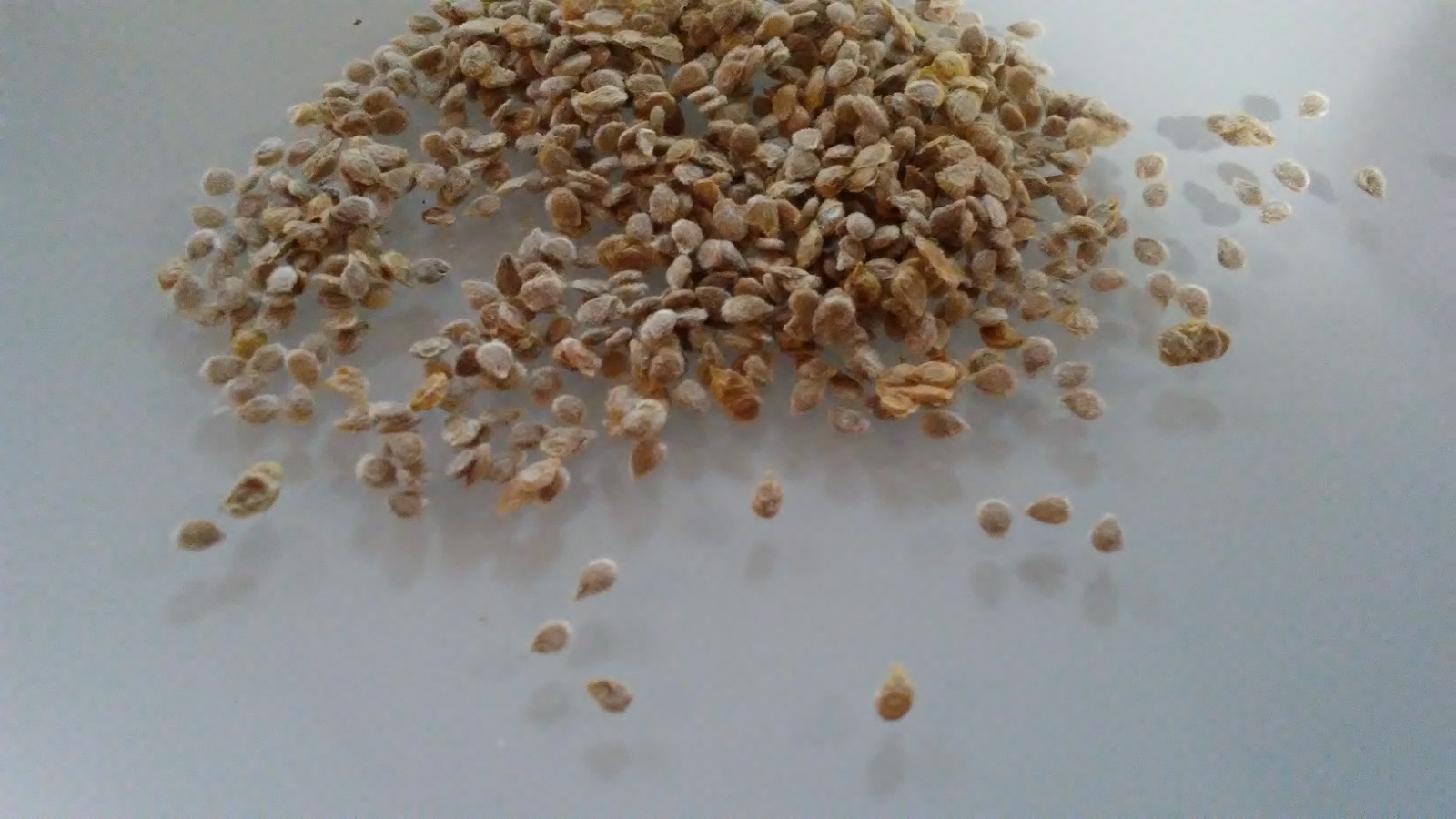 Cherry Tomato Seeds