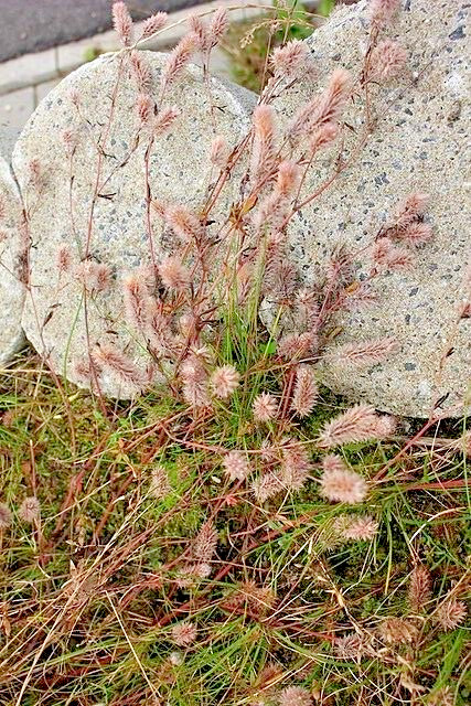 RABBIT’S FOOT CLOVER 200 SEEDS, TRIFOLIUM ARVENSE, FUZZY BUNNIES, EZ TO GROW