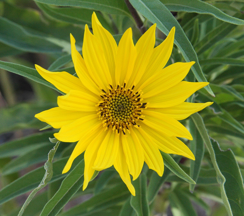 101+MAXIMILIAN Prairie SUNFLOWER Seeds Native Wildflower Heat Cold Drought Fence