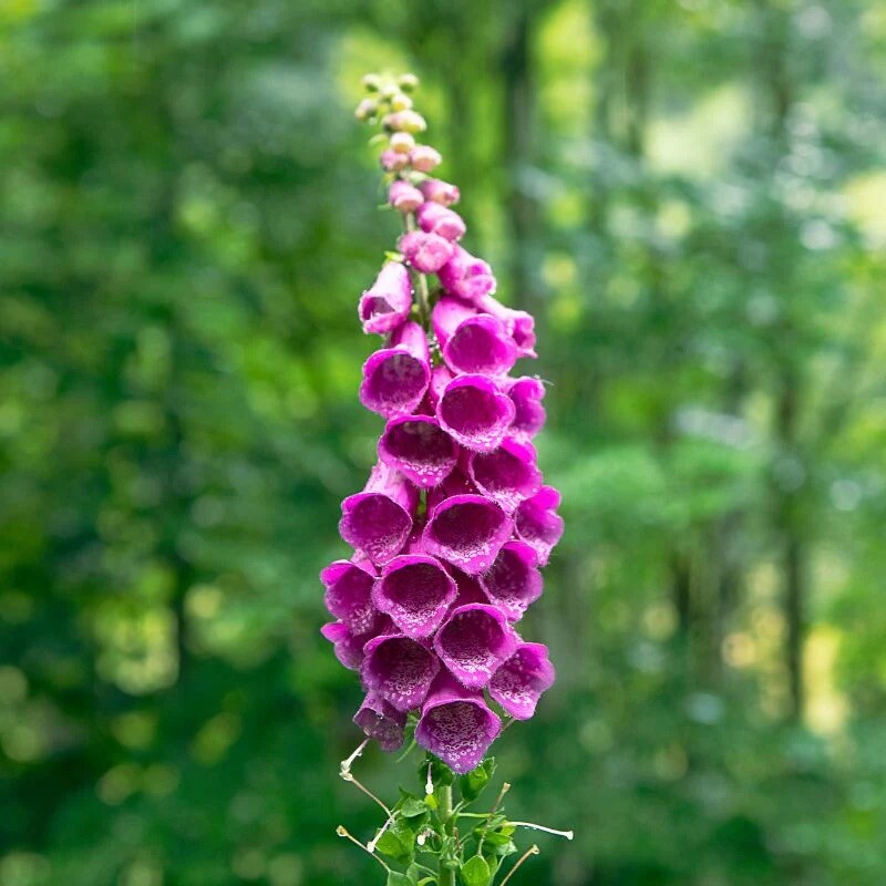300 + Foxglove Seeds / Mixed / Biennial/ Fall Planting/ Hummingbird/ Free Ship