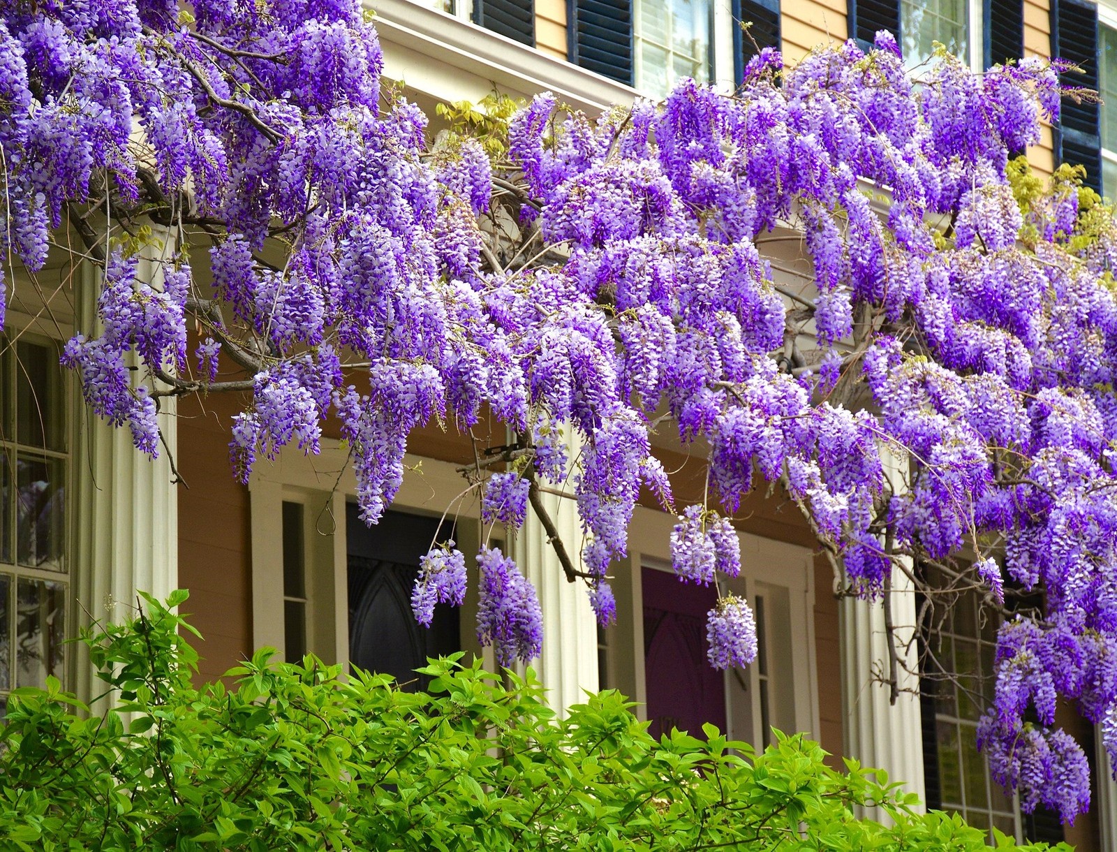 Blue Chinese Wisteria Seeds – For 2025 Planting Wisteria Sinensis Climber