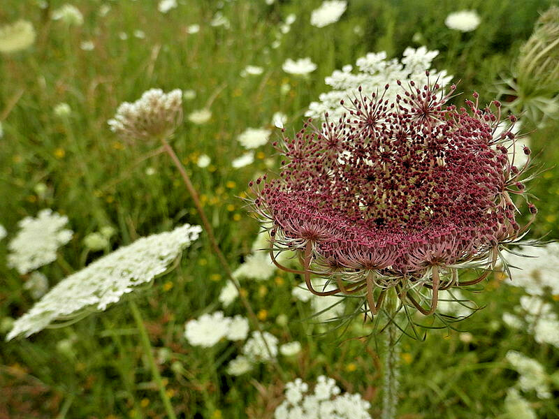 BULK, QUEEN ANNS LACE 10,000 SEEDS, DAUCUS CAROTA, WILD CARROT, HARDY