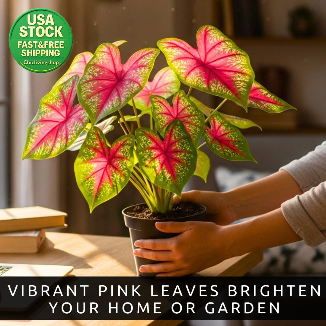 Pink Princess Caladium Bulbs Easy Grow Shade Plant 6 Bulbs Tropical Color