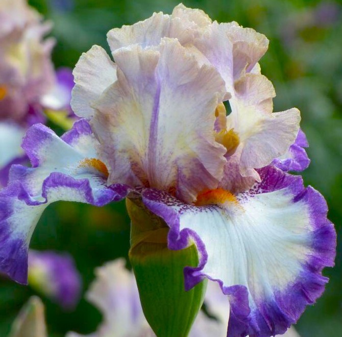 Sun Devil Bicolor Bearded Iris Rhizome, Yellow & Purple Flowering Plant, Root