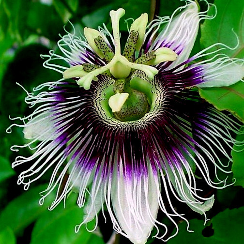 PURPLE PASSION FRUIT FLOWER SEEDS Granadilla Passiflora edulis Garden Vine Plant