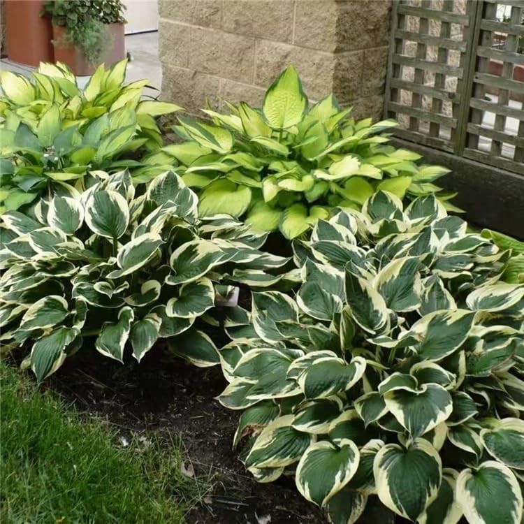 Fragrant & Hardy Hosta Seeds – 290+ Non-GMO Varieties for Outdoor Gardening