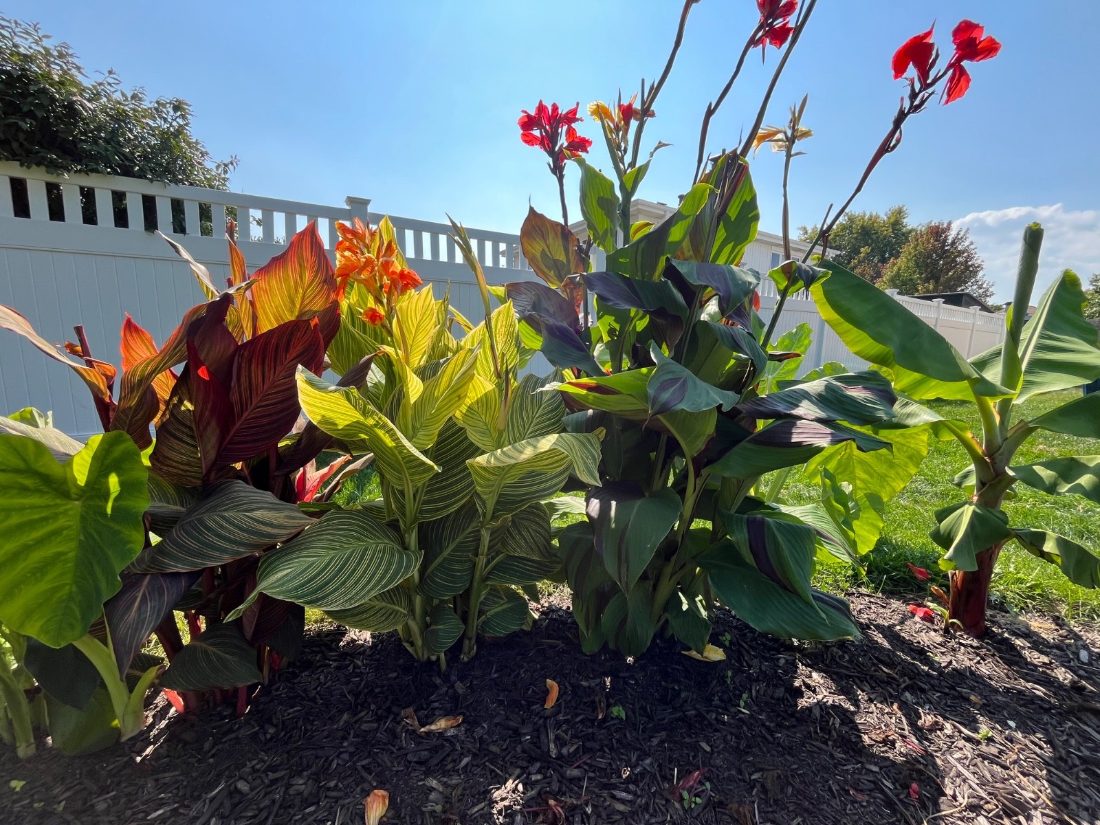 lime green and hot pink canna leaves with beutifull flowers