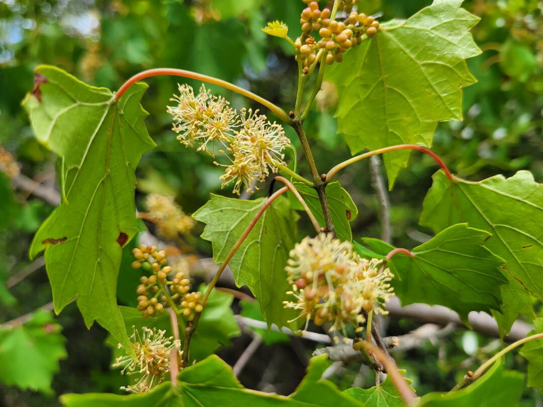 Southern Fox Grape | 25 Seeds | Vitis Rotundifolia | Florida Native | Ecotype