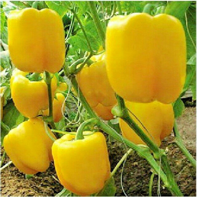 101+SUNBRIGHT Yellow Sweet BELL PEPPER Seeds Organic Vegetable Garden Container