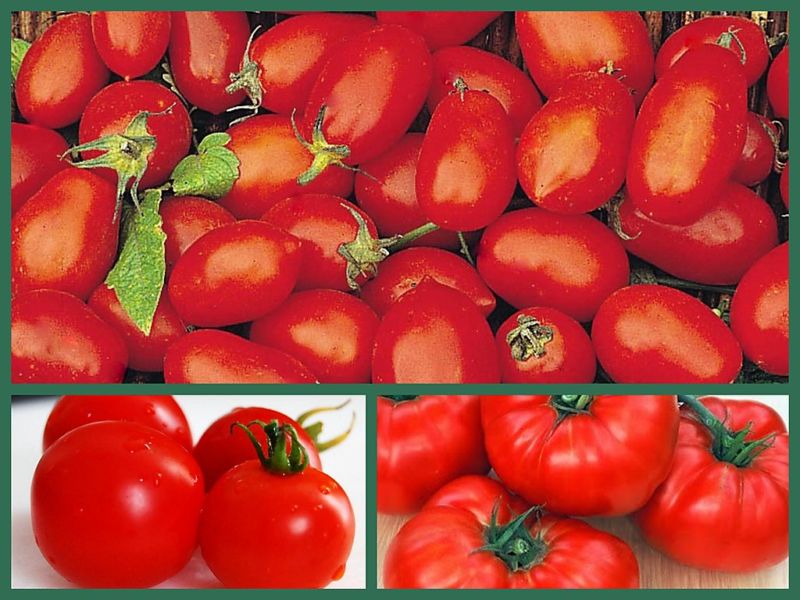 Tomato Seeds, Tasty Tomatoes 3 Pk Special, Heirloom, Cherry, Roma, Beefsteak