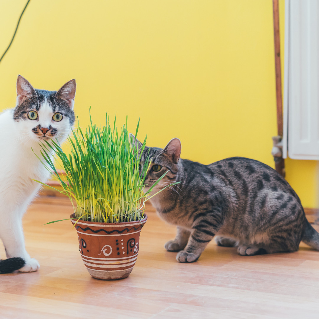 Fresh Cat Grass Seeds | Wheatgrass | Cats | Health | Heirloom Non-GMO | Pets