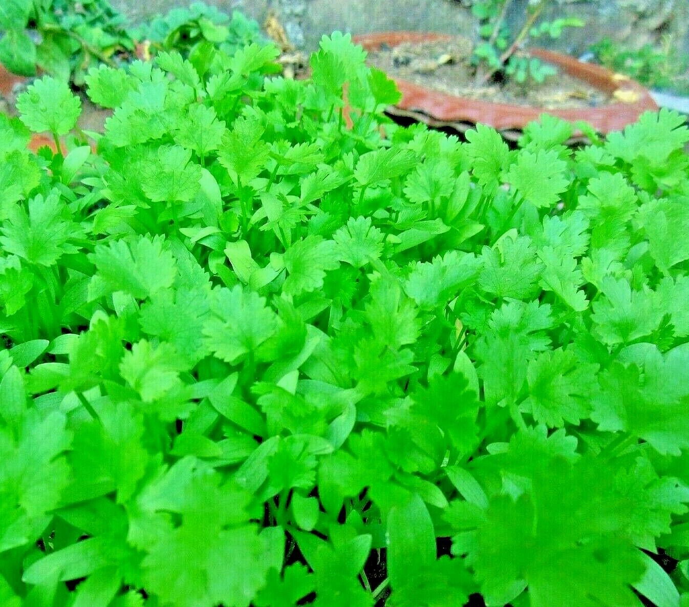 🌿300+ CILANTRO SEEDS | AUTUMN HERB GARDEN | PEST BUG REPELLENT | NON-GMO | US🌿