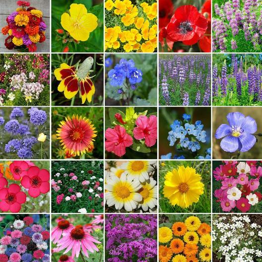 Landscaper’s ALL HEIRLOOM BLEND w/ Perennials Wildflower Mix Non-GMO 5000 Seeds