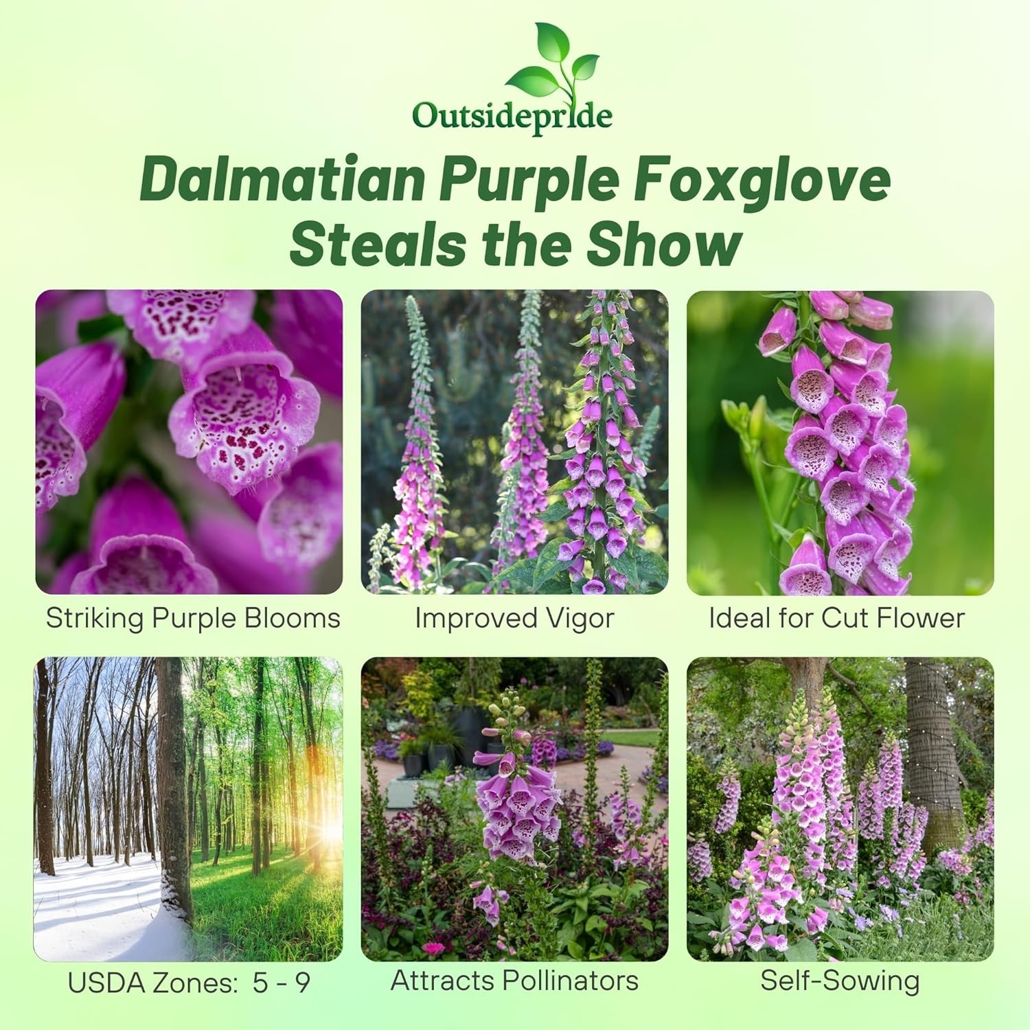 50 Seeds Biennial Digitalis Dalmatian Purple Foxglove Flower Plant Seeds