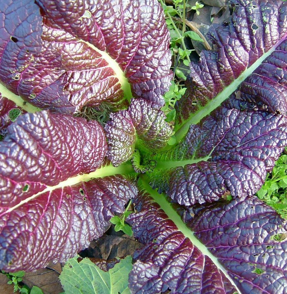 Japanese Giant Red Mustard Greens Seeds | Asian Lettuce Spinach Kale Seed 2024