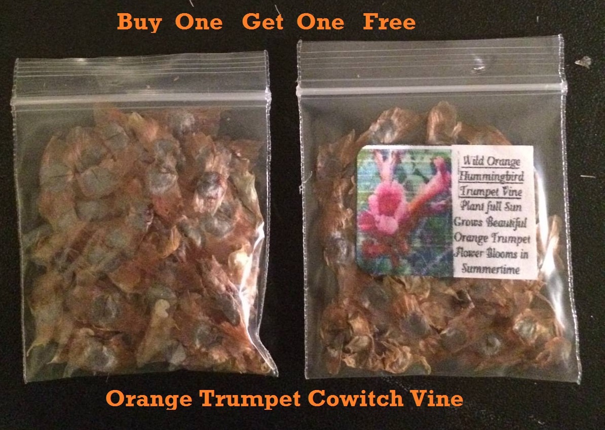BUY 1 GET 1 FREE ORANGE TRUMPET HUMMINGBIRD COWITCH VINE 100 TOTAL SEEDS USA