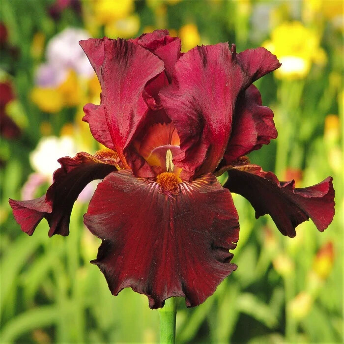 Tall Bearded Iris Reblooming Bernice’s Legacy Freshly Dug 1 starter plant