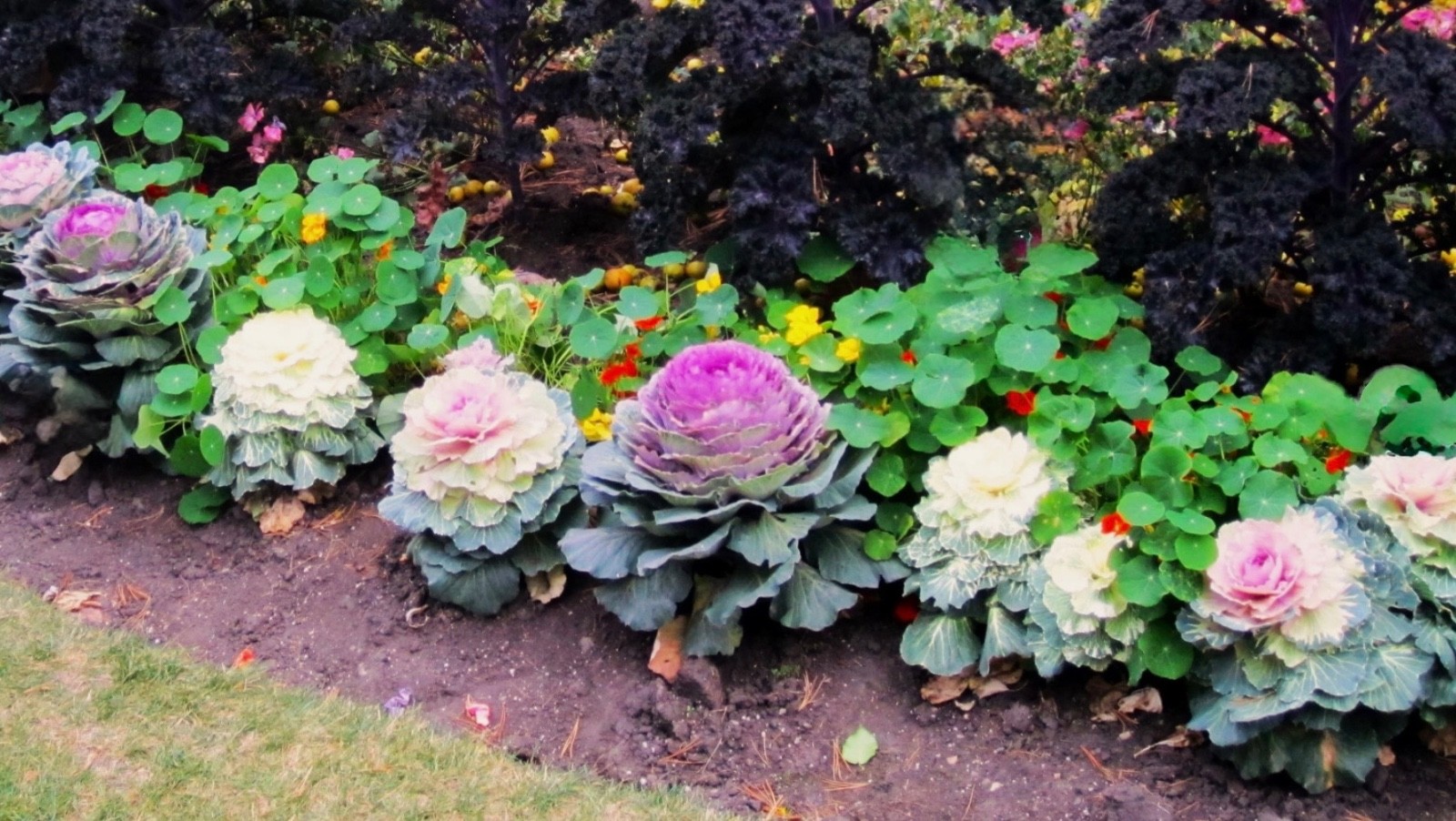 Mixed Ornamental Cabbage/Kale Seeds Smooth Round-Leaf Osaka Pink Fresh 2026 🇺🇸
