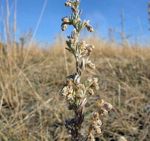 Artemisia frigida | Fringed Sagewort | Pasture or Prairie Sage | 20 Tiny Seeds