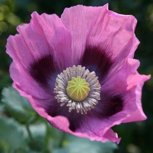 Heirloom Hungarian Blue Breadseed Poppy Seeds | Stratified Papavaer somniferum