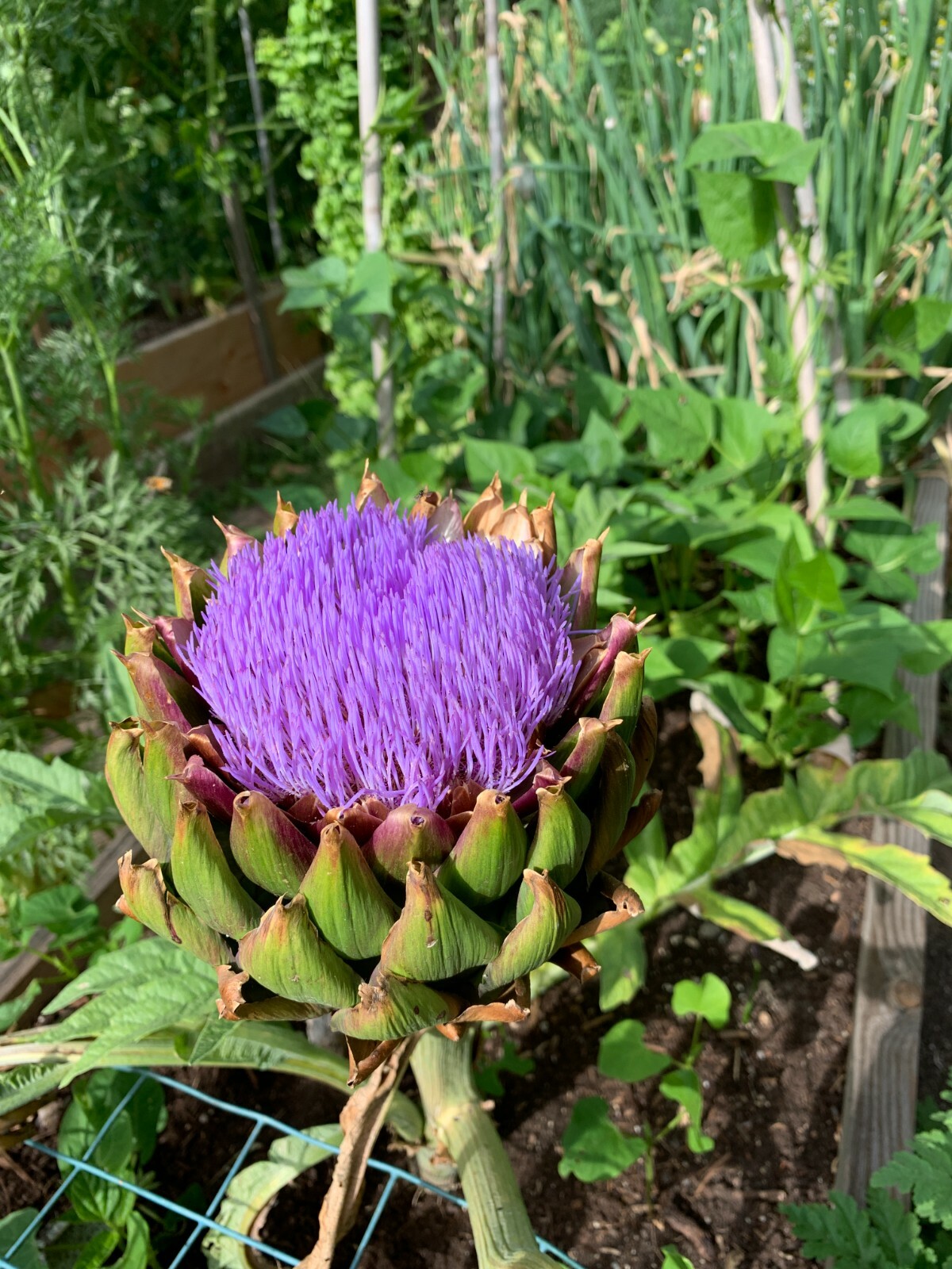 50+ Globe Artichoke Seeds Organically Grown USA Heirloom Non-GMO Packed For 2021