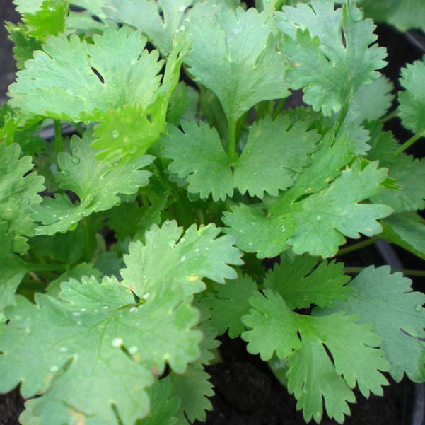 Santo Cilantro Seeds | 100 Seeds | Heirloom – Non-GMO | Free Shipping | 1279