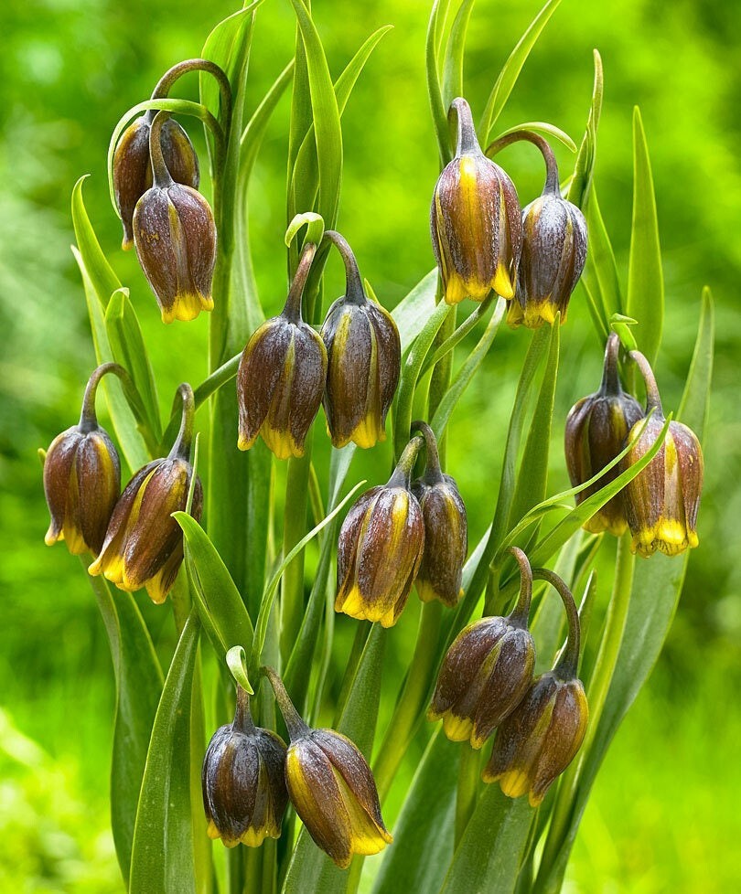 FOX’S GRAPE LILY~FRITILLARIA ‘UVA-VULPIS’~FLOWER BULBS DEER RESISTANT PERENNIAL!