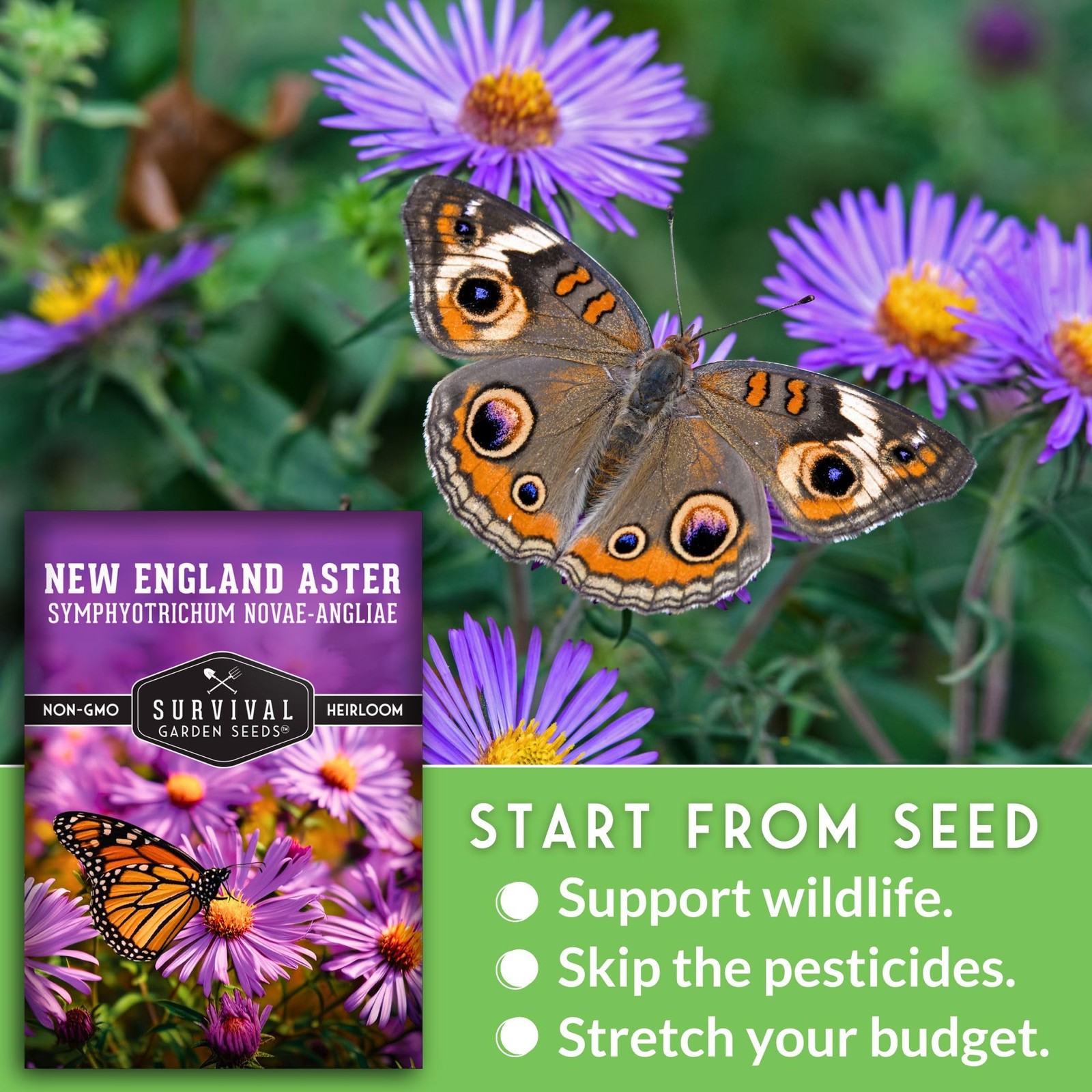 New England Aster Seeds for Planting | Native Purple Perennial Wildflower | B…