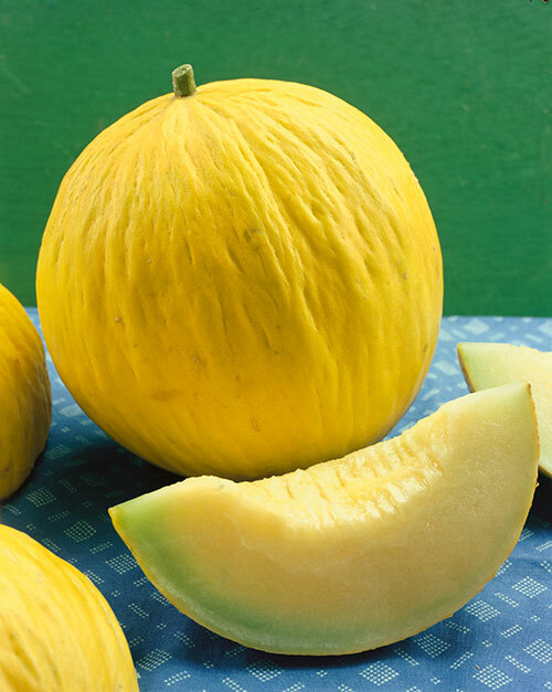 Casaba Melon, Golden Beauty, NON-GMO, Muskmelon, Variety Size Packets, FREE SHIP