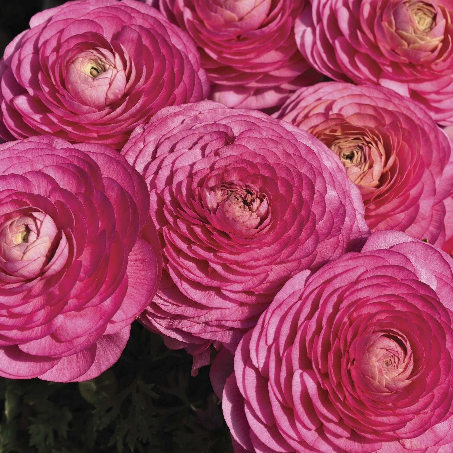 Ranunculus Seeds Magic Rose 25 Seeds Pelleted Seeds