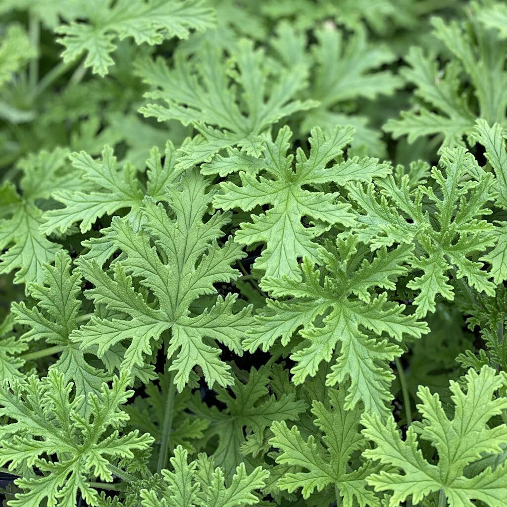 1500 Citronella Plant Seeds Non-GMO Mosquito Plant Seeds- Citronella Plant