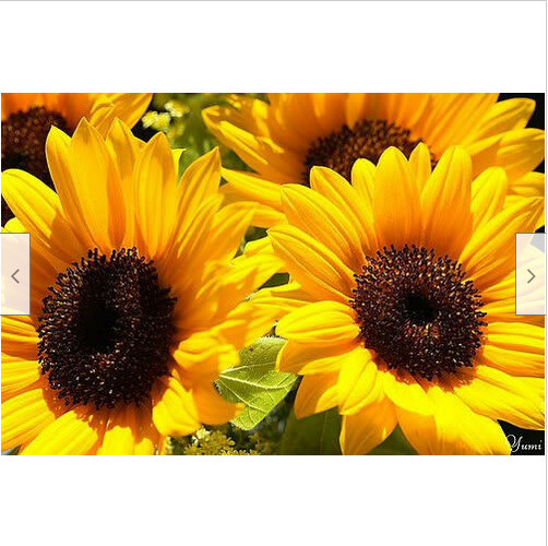 60+ Mammoth Russian Grey Stripe Sunflower Seeds “Brooklyn Botanical Garden Club”