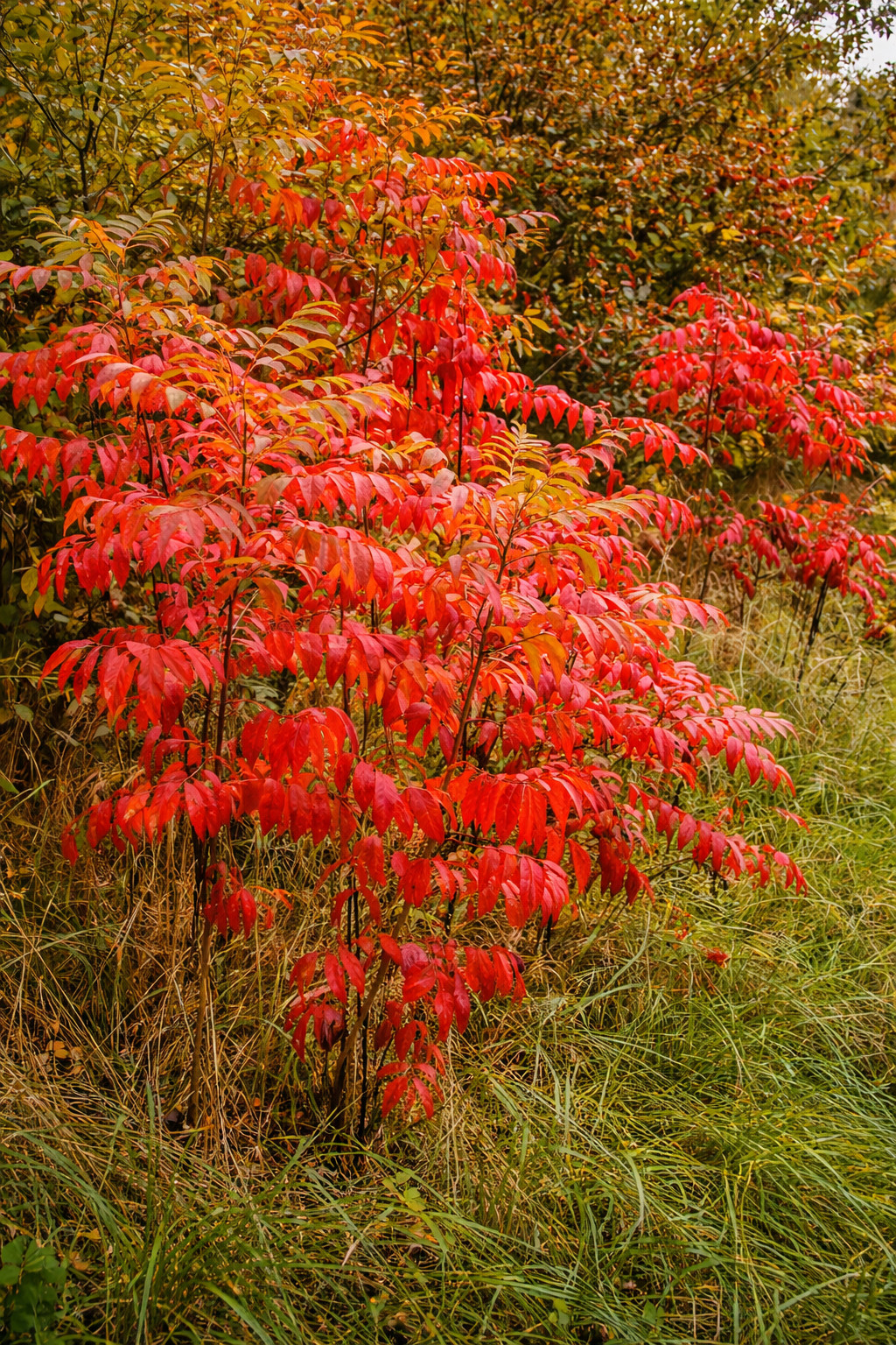 1500 Winged Sumac Tree Seeds Rhus copallinum – Fall Color & Wildlife – Zones 4-9