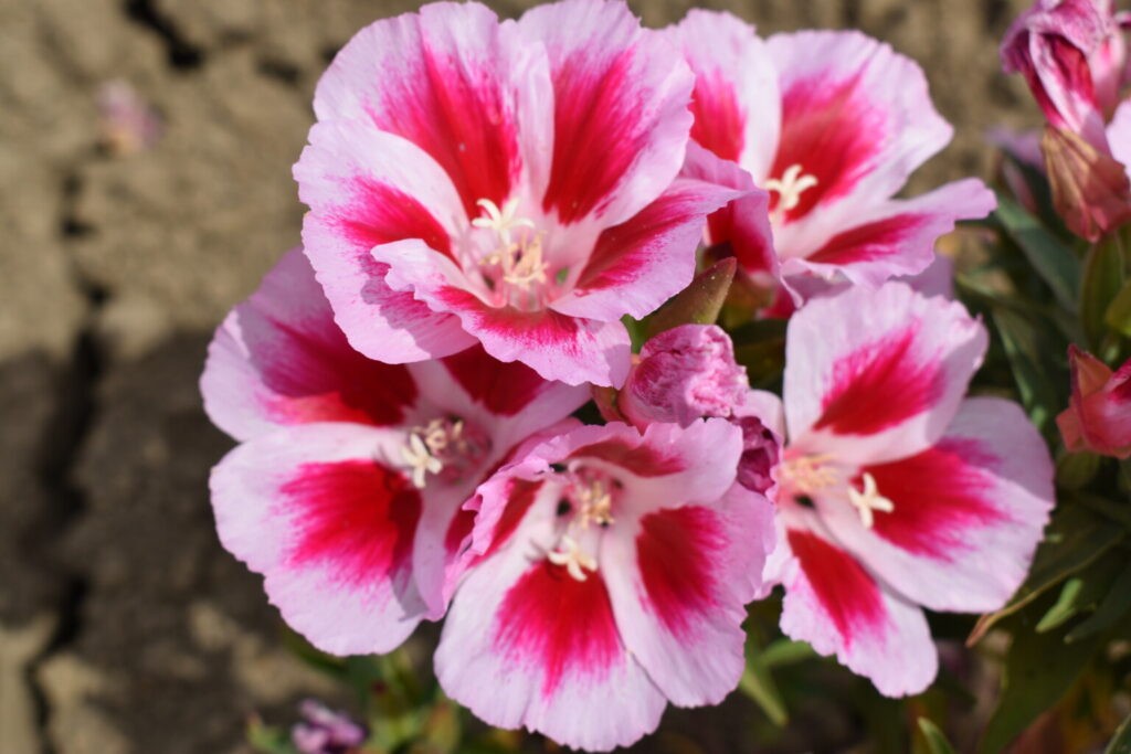 Godetia Pink to Red, Clarkia. 1000 Seeds Free Shipping!