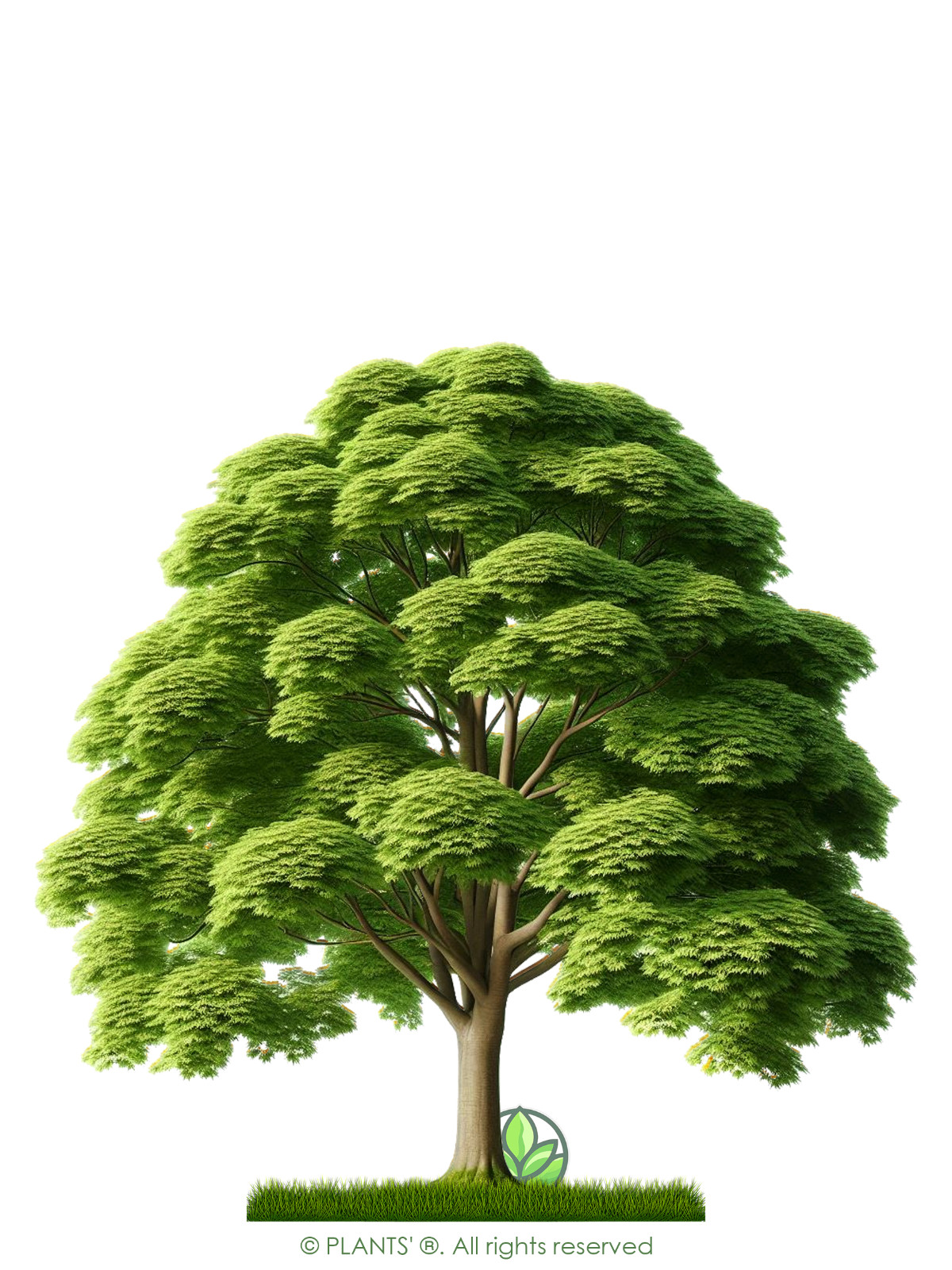 Field Maple Tree | Premium Seeds | Acer campestre ‘Summer’ | Plants’®