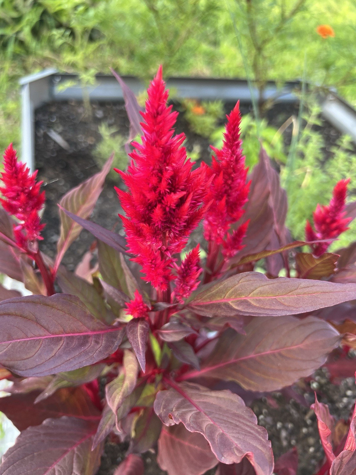 50 Red Celosia Seeds | Plumed Cockscomb | Red Cockscomb | Flowers