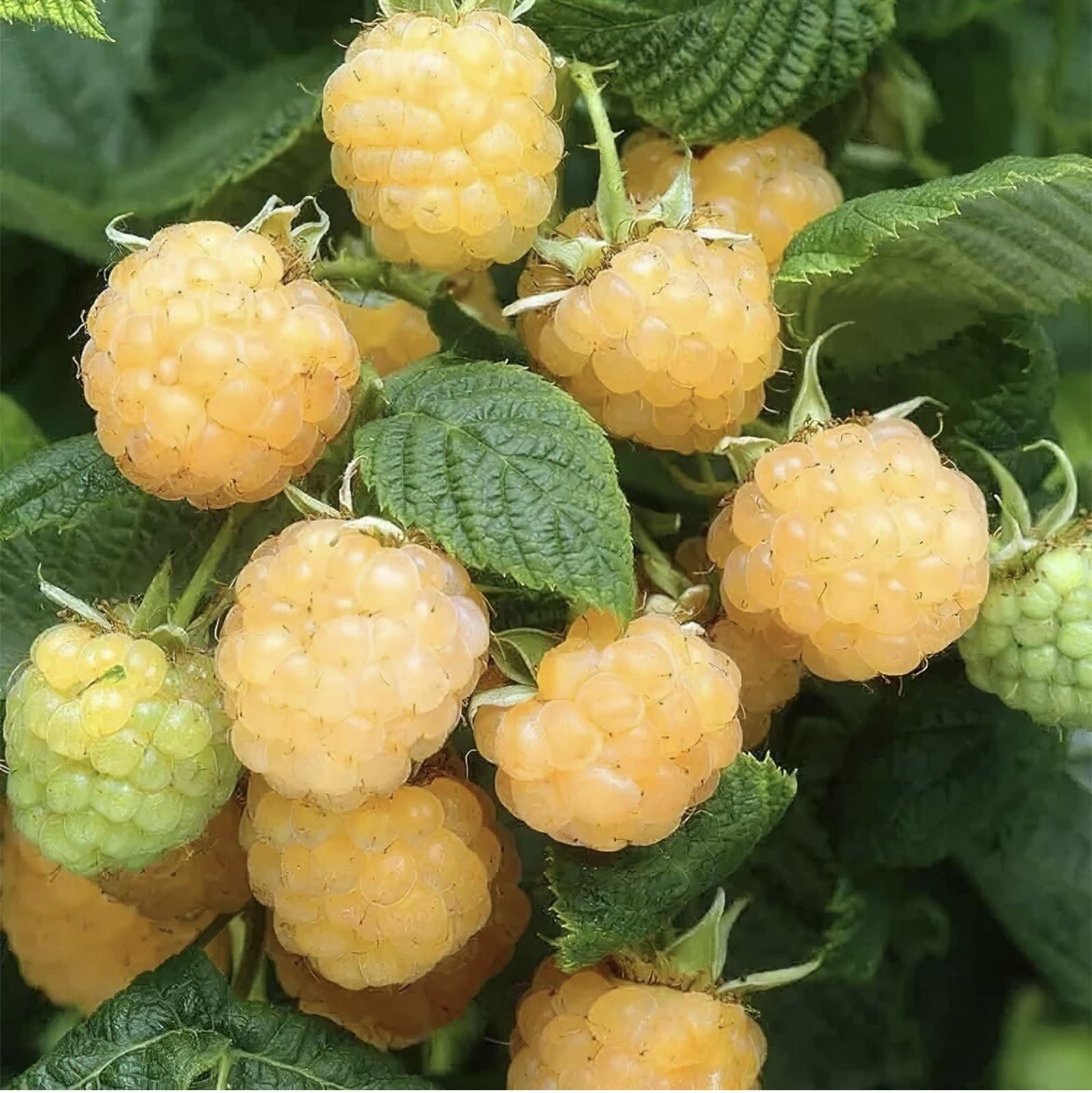 25 Golden Raspberry Seeds Berry Garden Vine Fruit USA Homegrown Edible Medicinal