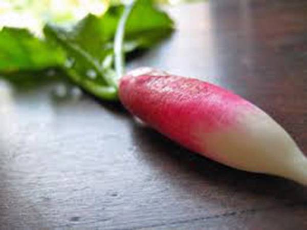Root Vegetable Seed Garden Collection, Heirloom, Seeds, 5 Top Varieties