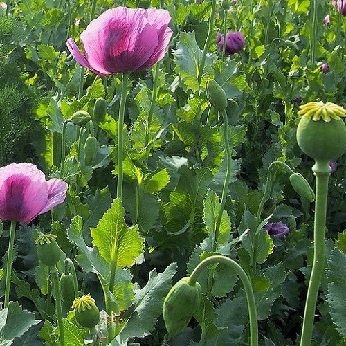 Heirloom Hungarian Blue Breadseed Poppy Seeds | Stratified Papavaer somniferum