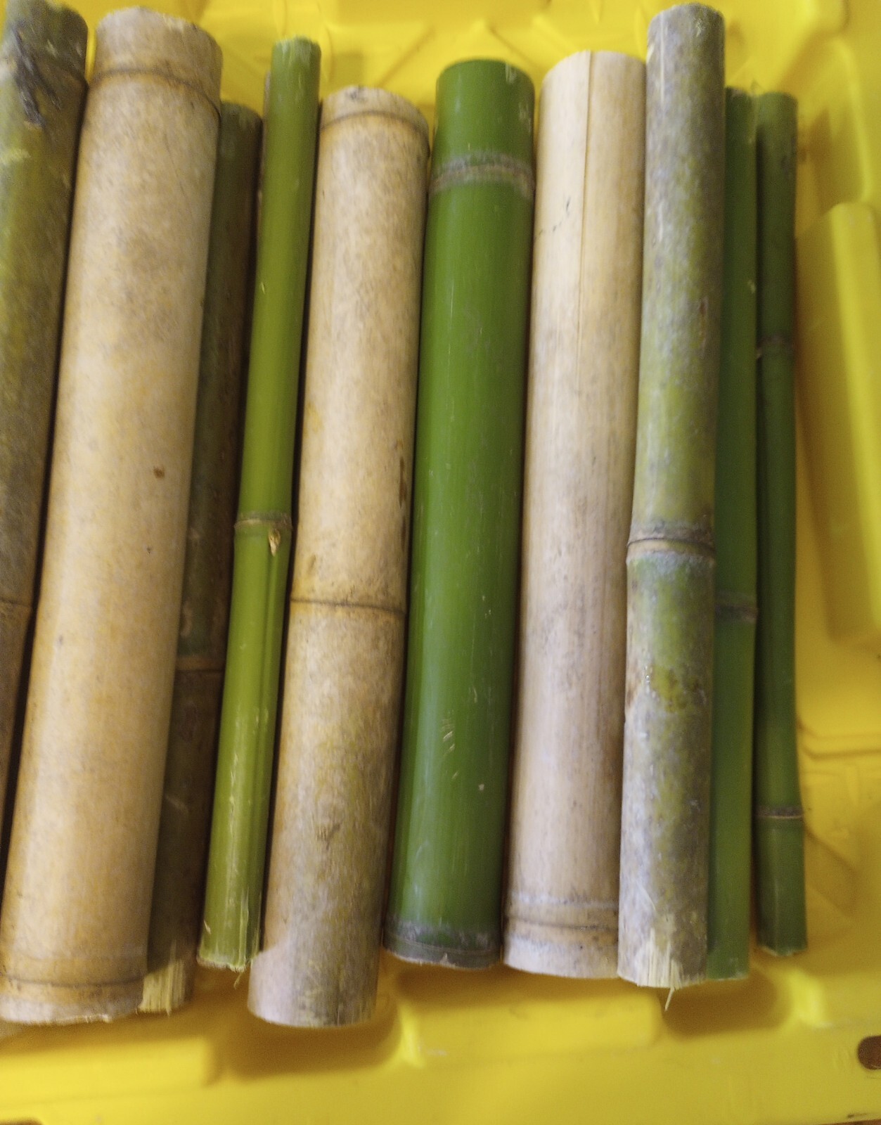 4 Bamboo Plants 2″ Live Starter Plant Now Organic All Season Very Fast Growing