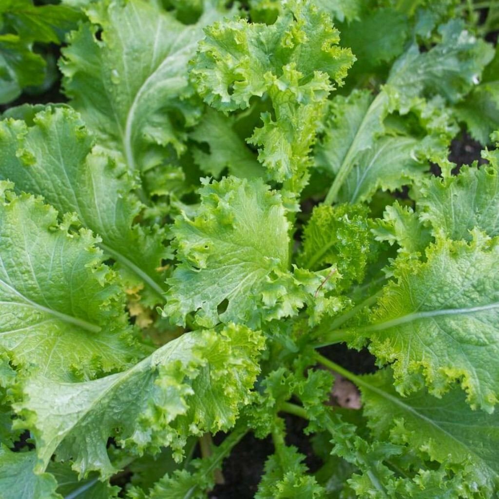Southern Giant Curled Mustard Seeds, NON-GMO, Southern Curled, FREE SHIPPING