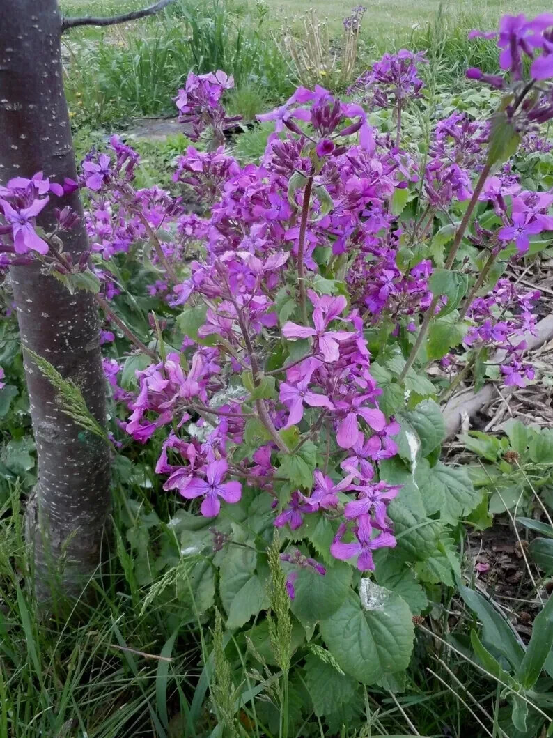 50+ Money Plant Seeds, Lunaria annua, Fresh, Ready – Planting, Free Shipping USA