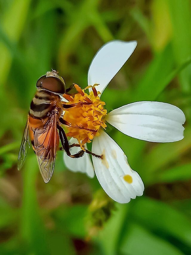 Bidens pilosa | Spanish Needle | 75 Seeds