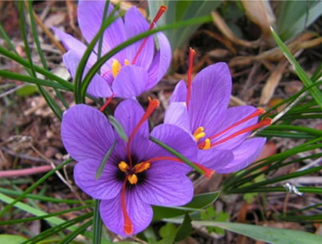 100 Saffron Crocus Sativus Corms – Premium Saffron Bulbs for Planting, Grow Your