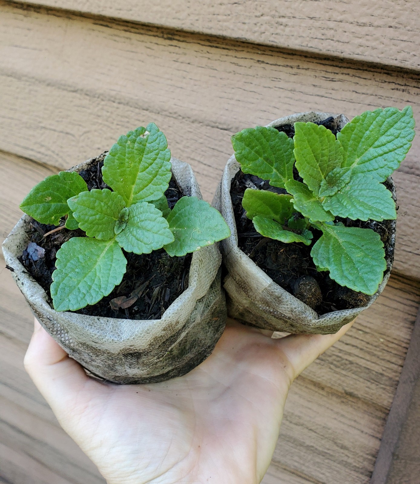 2x African Potato Mint Plants – Well-Rooted | Beyond Organic