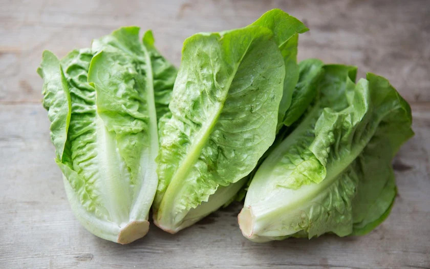 1000 LITTLE GEM LETTUCE SEEDS ~ heirloomseedguy ~ 2026 ~ NON-GMO ~ AEROGARDEN
