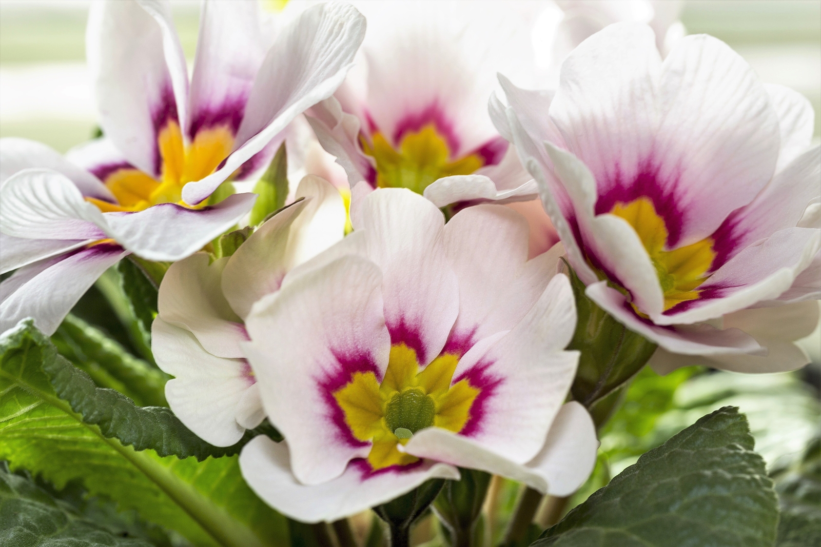 50 MIXED ENGLISH PRIMROSE Primula Vulgaris Acaulis Shade Houseplant Flower Seeds